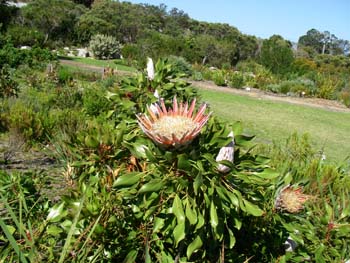 Harold Porter Botanical Gardens