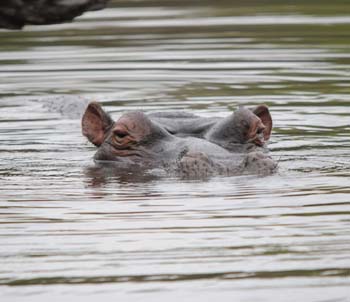 Friendly Hippo who's watching who?