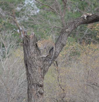 Leopard and Duiker kill