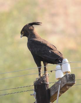 Long Crested Eagle