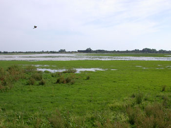 El Rocio Marsh