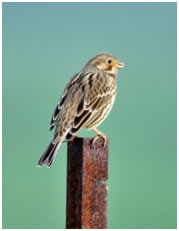 Corn Bunting