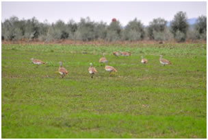 Great Bustard