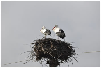 White Stork nest