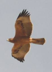 Juvenile Bonelli's Eagle