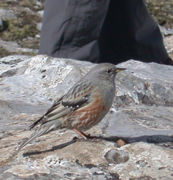 Alpine Accentor totally ignoring Pat