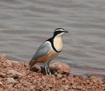 Egyptian Plover