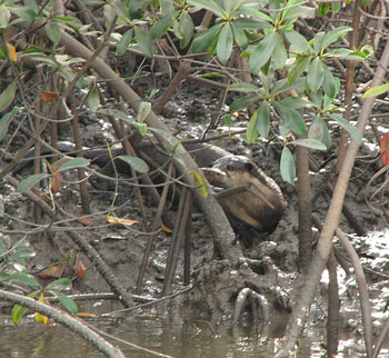 Giant Clawless Otter