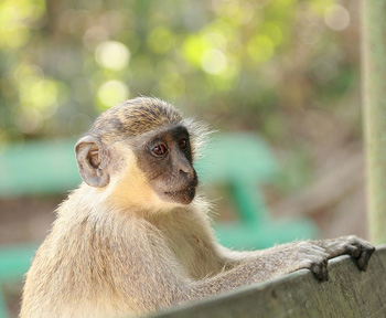 Green Vervet Monkey