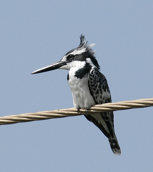 Pied Kingfisher