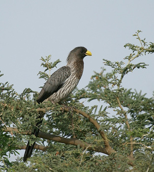 Western Grey Plantain Eater