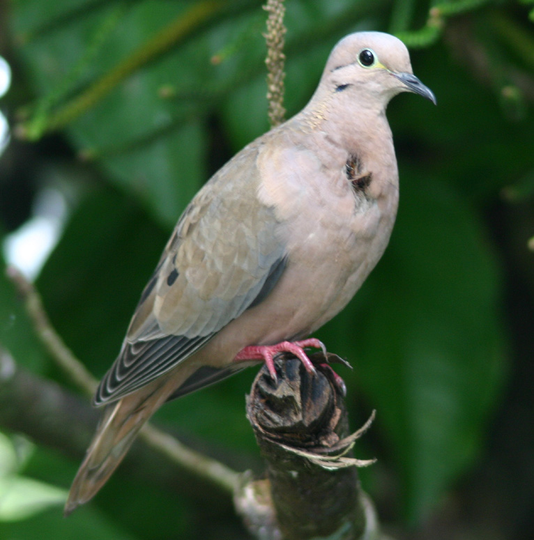 Trinidad & Tobago Bird Photos