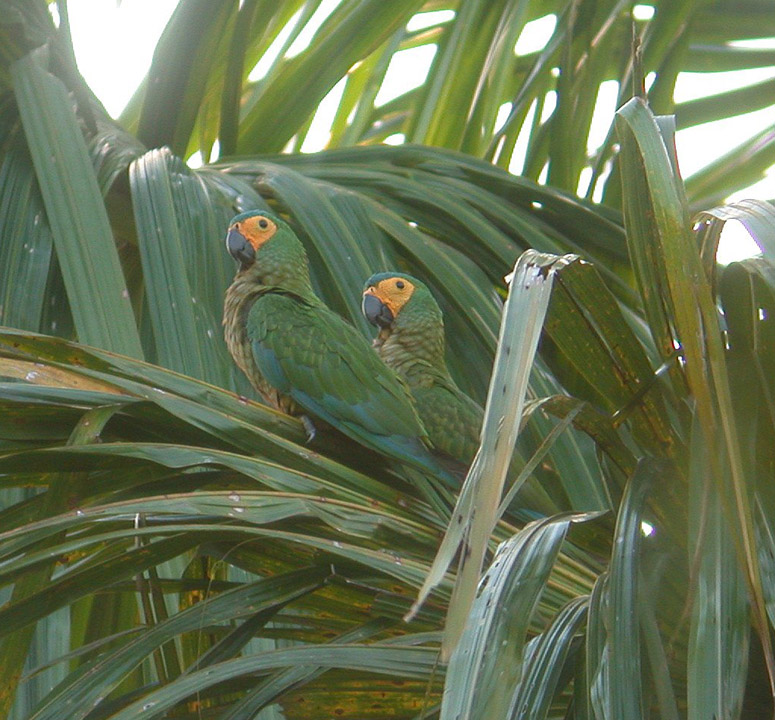 Trinidad & Tobago Bird Photos