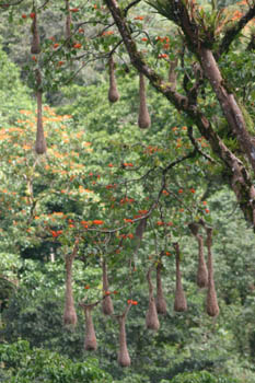 Crested Oropendola Nests at Asa Wright