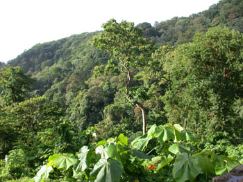 Tropical Rain Forest at Gilpin Trace