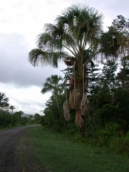 Waller Field