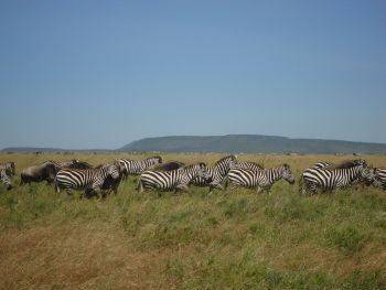 Serengeti Plains