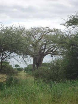 Tarangire National Park - Holy Tree - showing Elephant damage