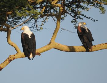 African Fish Eagle - this pair was in the Serengeti