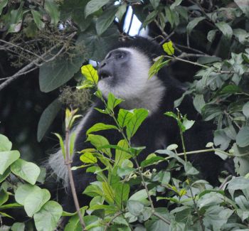 Black and White Colobus