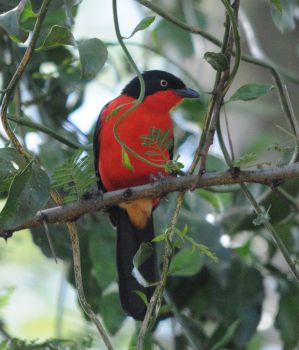 Black-headed Gonolek