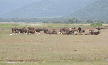 Buffalo at Lake Manyara