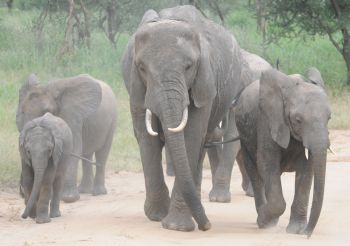 Elephants in Tarangire National Park