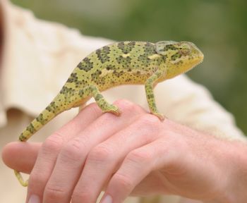 Wayne with a Flap-necked Chameleon