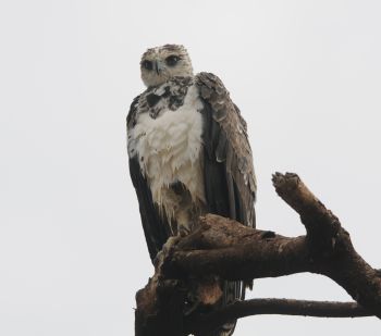 Martial Eagle at Lake Manyara