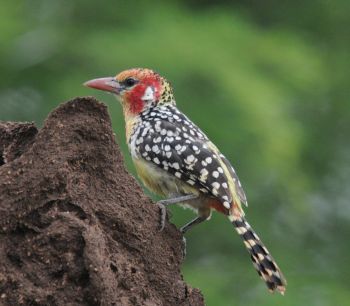 Red and Yellow Barbet