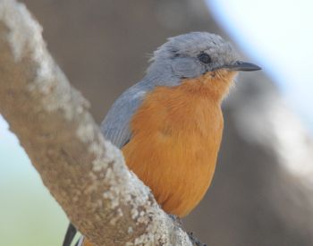 One of the many Silverbird seen in the Serengeti