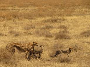 Cheetah and cubs on the plains near Ndutu