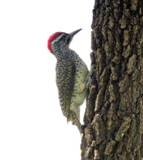 Nubian Woodpecker