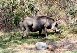 Warthog at Hatari Lodge