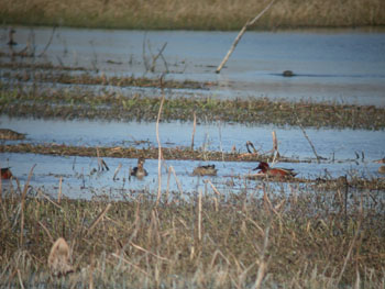 Cinnamon Teal at Attwater