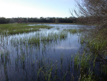 Santa Ana NWR