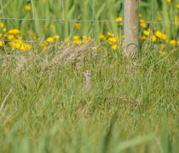 Calling Corncrake almost managing to stay concealed