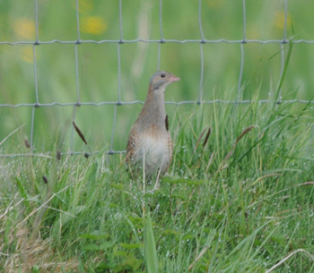 The only lifer of the trip, but it made it all worthwhile - click for larger image