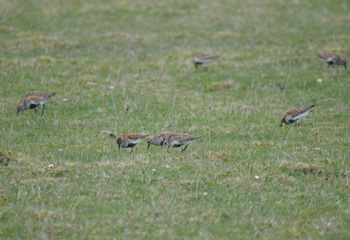 Dunlin stocking up for the onward journey - click for larger image