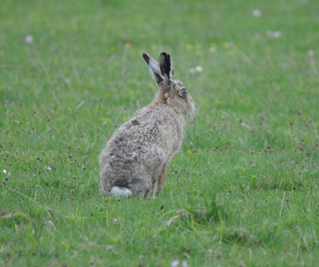 Hares were common all over the island - click for larger image