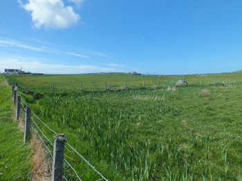 Typical island machair scenery