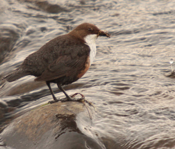 Dipper