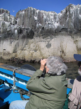 Breeding seabird colonies on the Farne Islands