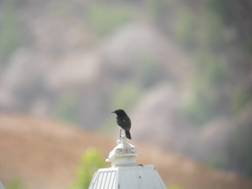 Hume's Wheatear