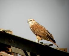 Long-legged Buzzard