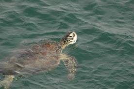 Green Turtle