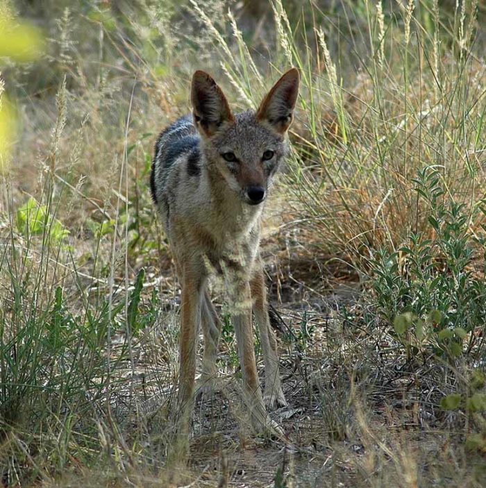 Namibia and Botswana – December 2006 Wildlife Photos