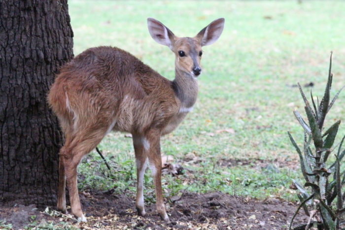 Kruger National Park – 26th February to 18th March 2016  Wildlife Photos